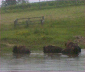 buffalo bathing at Jester Park