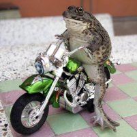 frog on motorcycle picture from ananova dot com