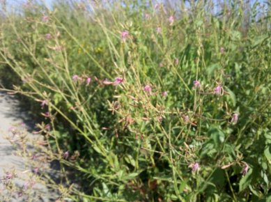 prairie grass