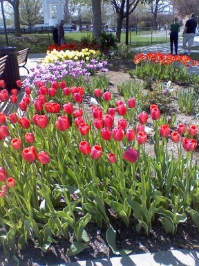 pella tulip festival